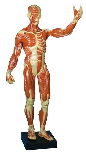 Figurína znázorňujúca svalstvo cca 62cm (1/3 veľkosť človeka)